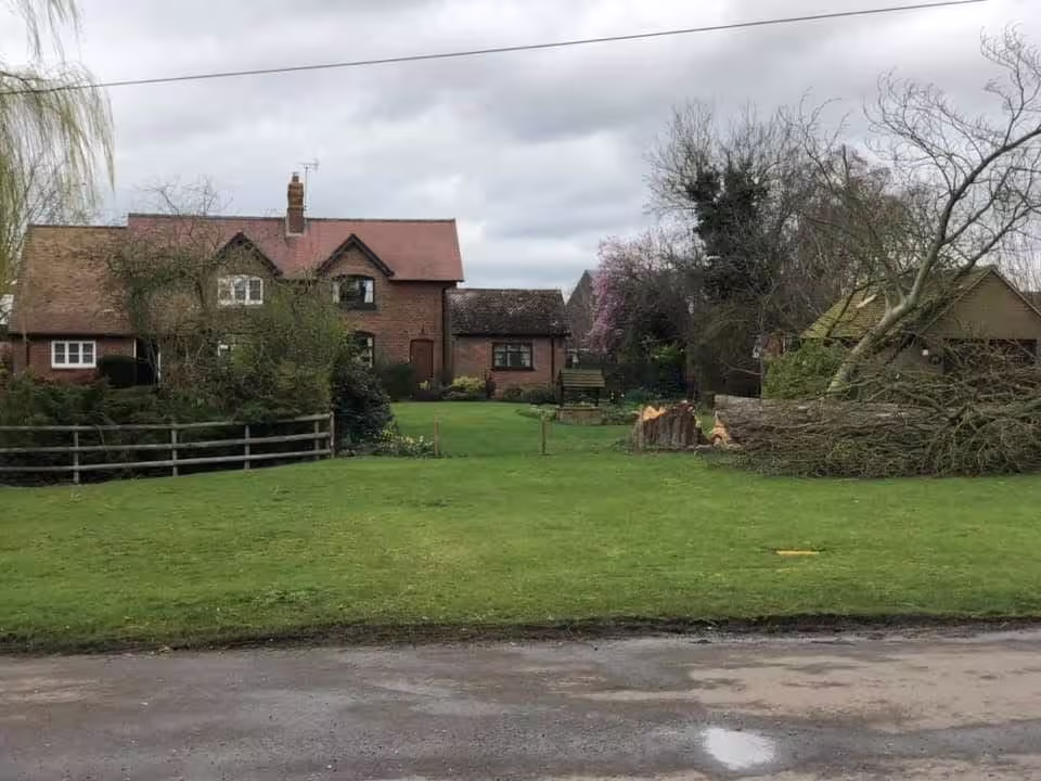 Fallen tree outside 1 The Green, Linda Corstorphine, 2019